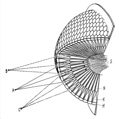 Scheme Of An Apposition Compound Eye The Object Points A B C In