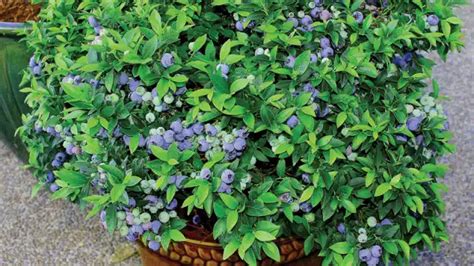 10 Easy Tips For Growing Blueberries In Containers Or Pots