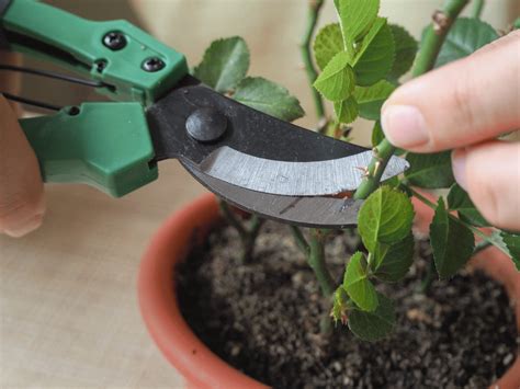 Rosen Schnell Vermehren So Einfach Geht Es Mit Stecklingen Rose