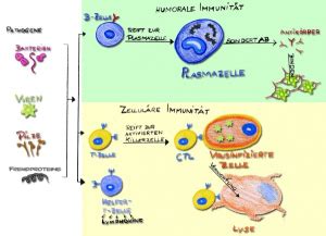 Immundiagnostik Naturheilzentrum Breidenbach