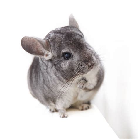 240+ Long Tailed Chinchilla Photos Stock Photos, Pictures & Royalty ...