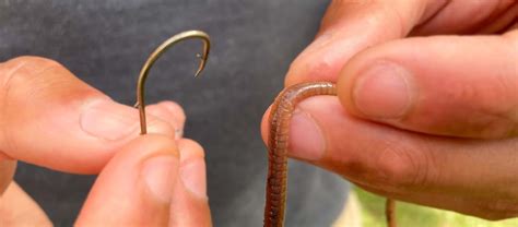 Beginner S Guide How To Hook Live Bait Worms Minnows