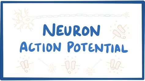 Neuron action potential: Video, Causes, & Meaning | Osmosis