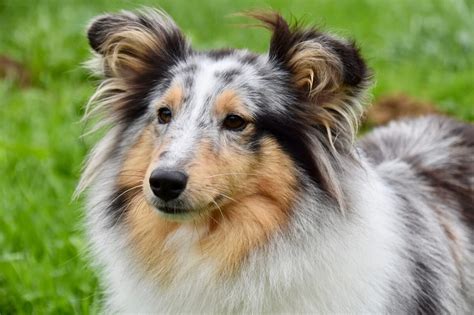 Owczarek Szetlandzki Sheltie Opis Rasy Wygl D Charakter Cena