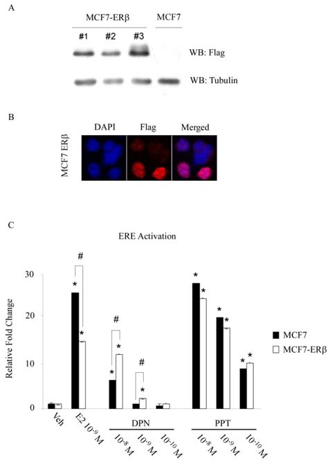 Characterization Of Mcf7 Erβ Cell Lines A Western Blot Wb Analysis