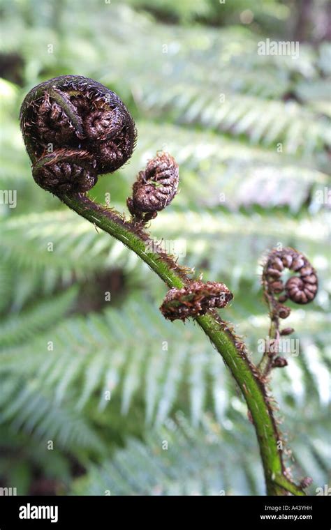 Fern frond unfurling Stock Photo - Alamy