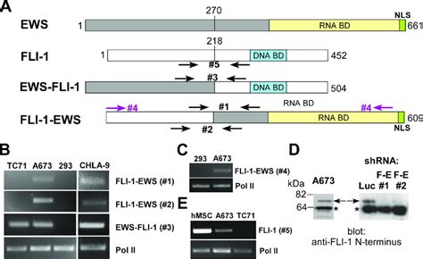 Expression Of Fli 1 Ews In Ewing Sarcoma Cells A Structure Of Ews