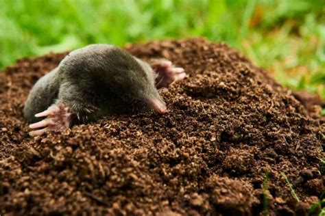 Uncovering the Secrets of Moles: When to Watch for Maximum Activity ...