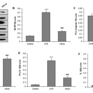 Nrf2 Mediates The Protective Effects Of Allicin On LPS Induced Injury