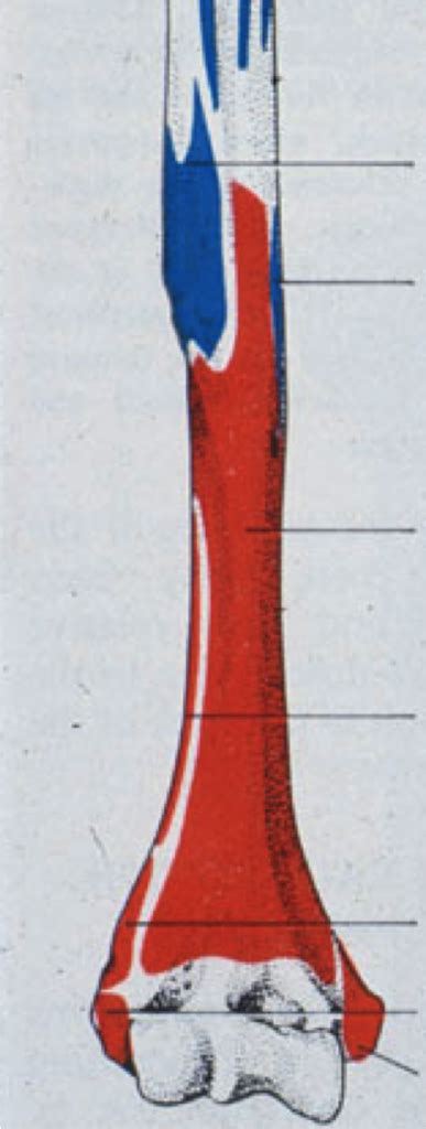 Distal Posterior Humerus Muscle Attachments Diagram | Quizlet