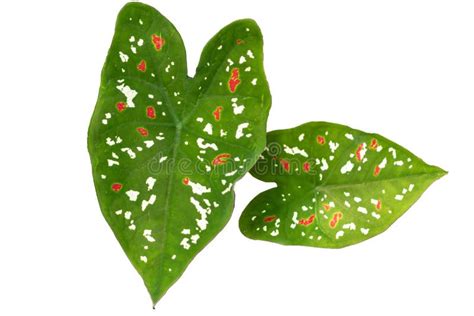 Green Leafy Ornamental Taro Plant With Red And White Spots Stock Photo