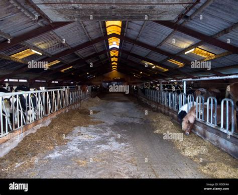 The interior of a barn with cows and horses Stock Photo - Alamy