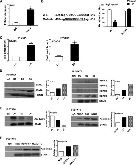 Cross Talk Between Hdac And Stat In The Regulation Of Arg A Chip