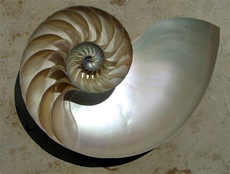 8 Rarest Seashells In The World