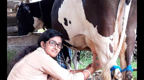 Beautiful Lady Milking A Cow। Milking A Cow By Hand। Village Life