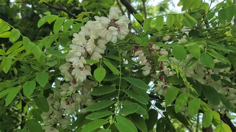 Complete Guide To Black Locust Tree What You Need To Know Growit