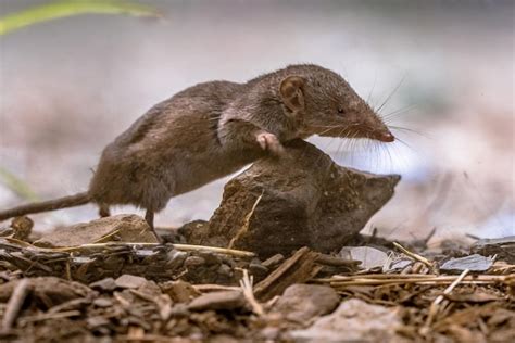 Premium Photo Lesser White Toothed Shrew In Natural Habitat