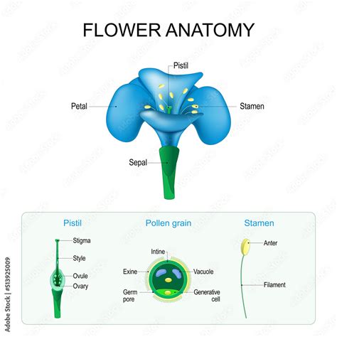 Flower Anatomy Structure Of Pistil Stamen And Pollen Grain Stock