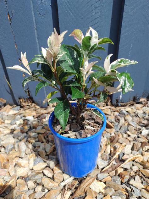 Variegated Star Jasmine Jasmine Tricolour Gardenwize Nursery