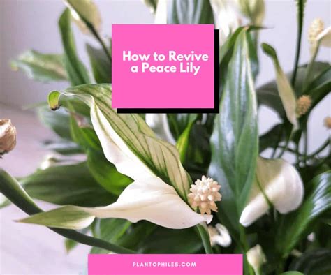 Essential Steps On How To Revive A Peace Lily