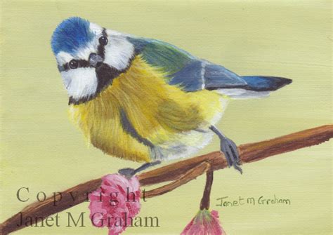 Janet M Graham S Painting Blog Blue Tit Aceo In Acrylics