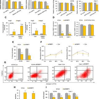 Tumor Suppressive Effects Of Mir P In Rcc Cells Achn And Caki