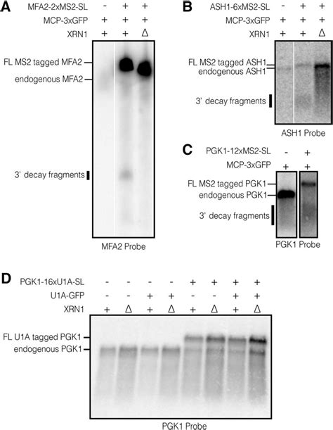 Ms Coat Proteins Bound To Yeast Mrnas Block To Degradation And