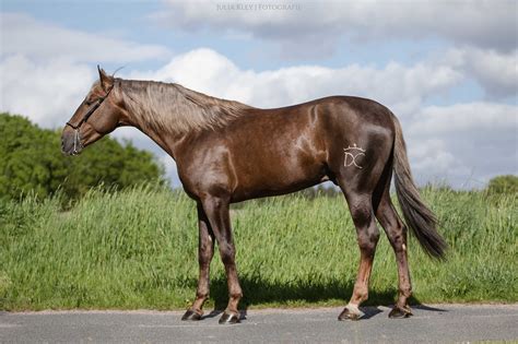Beautiful Andalusian In Special Colour Palomino Chocolate