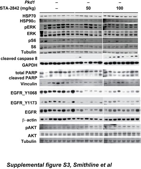 Phospho Egfr Tyr1173 Antibody 44 794g