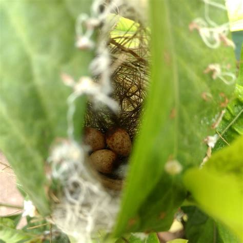 Maheshwar Tenneri — TailorBird’s Nest #tailorbird #bird #nest #eggs...