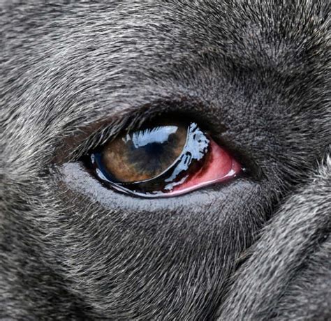 What Causes Red Swollen Eyes In Dogs