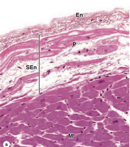 Histology Circulatory System Flashcards Quizlet