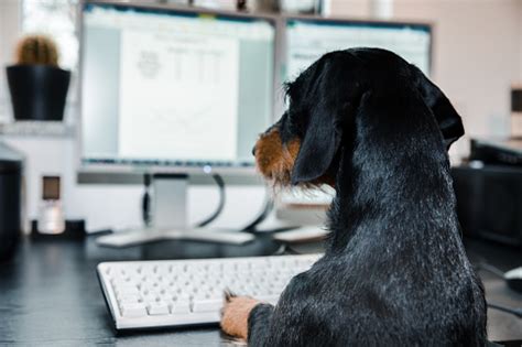 Computer Dog Stock Photo Download Image Now Istock