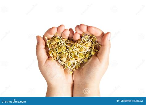 Female Hands Holding Microgreen Lentil Sprouts In Heart Shape Stock