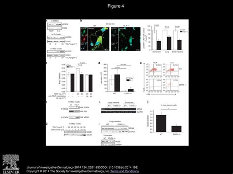 Tslp Induces Mast Cell Development And Aggravates Allergic Reactions