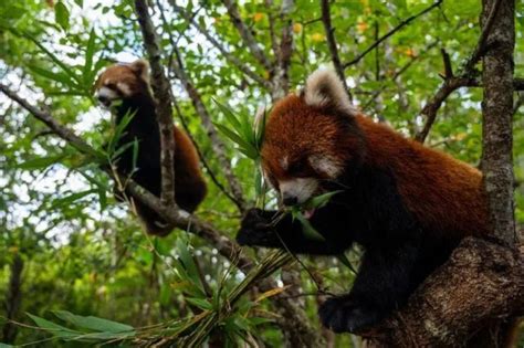 一天一点普洱（2681）有一种叫云南的生活丨到普洱小熊猫庄园体验一次研学腾讯新闻