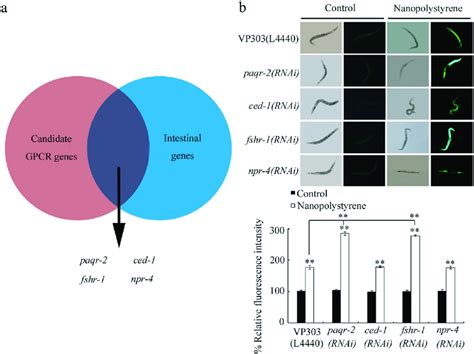 Identification Of Intestinal Gpcrs Involved In Control Of The Response Download Scientific