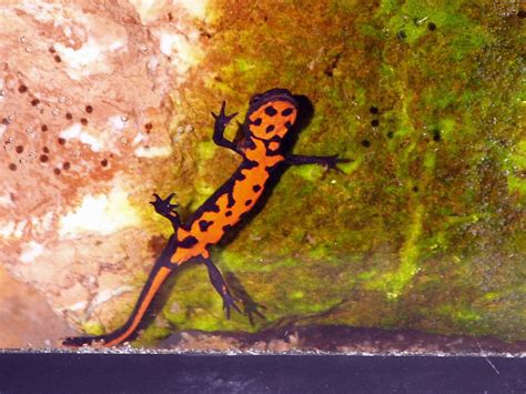 Fun Facts About Popular Amphibians - Imaginary Junior