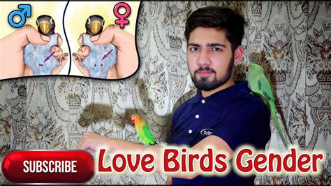 Gender Identification In Lovebirds Difference Between Female And Male