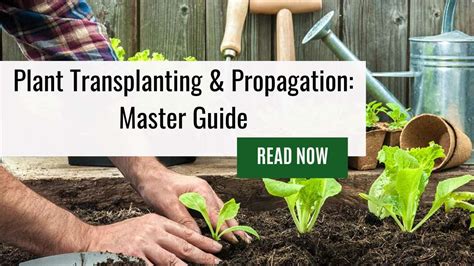 Plant Transplanting Propagation Master Guide