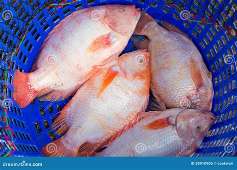 Oreochromis Niloticus Stock Photo Image Of Dead Closeup 38910906