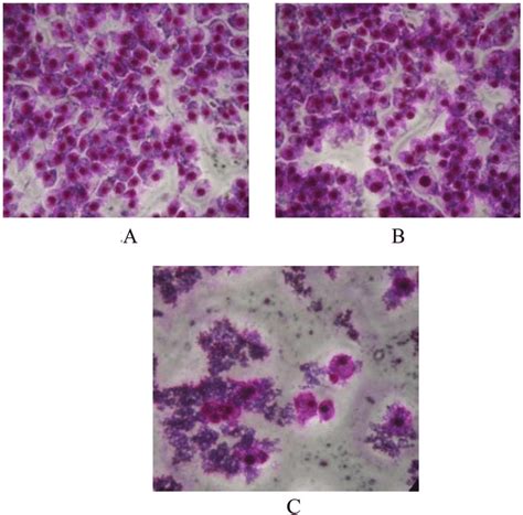 A Control Showing Normal Morphology Of L929 Cells At The Resting