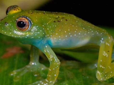 El Color De Sapos Y Ranas Les Ayuda A Combatir Los Cambios Ambientales