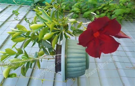 Дипладения , Цветы почтой BeautyFlora, интернет магазин растения почтой ...