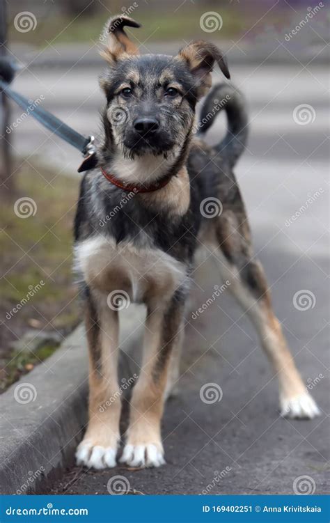 Un Cachorro De Mongrel Con Correa Para Dar Un Paseo Por La Calle Imagen