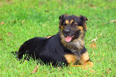 Shepweiler German Shepherd And Rottweiler Mix Info Pictures Facts Faqs And More