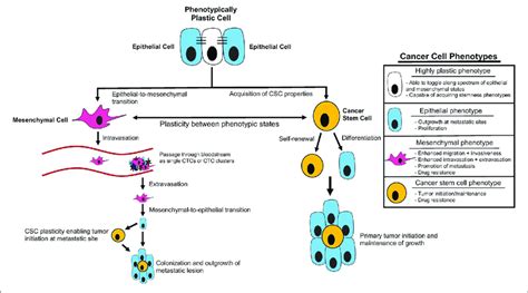 Cancer Cell Plasticity Throughout Tumor Initiation And The Metastatic