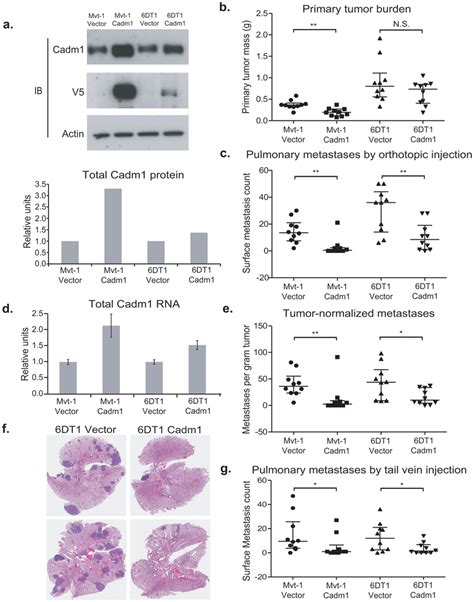 The Effect Of Cadm Over Expression On Tumor Growth And Metastasis In