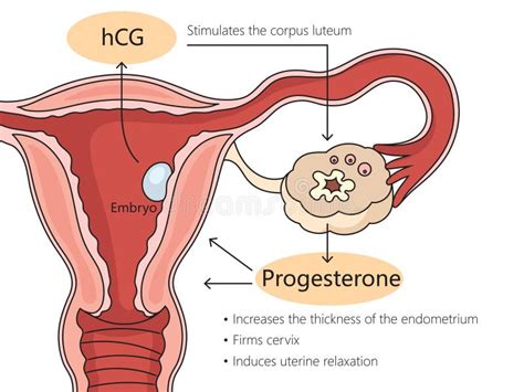 Human Chorionic Gonadotropin Hcg Glycoprotein Hormone Chemical