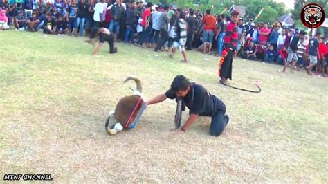 Banteng Suro Super Galak Laskar Putro Nanggungan Feat New Satrio Rogo